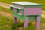 bee hive purple and green
